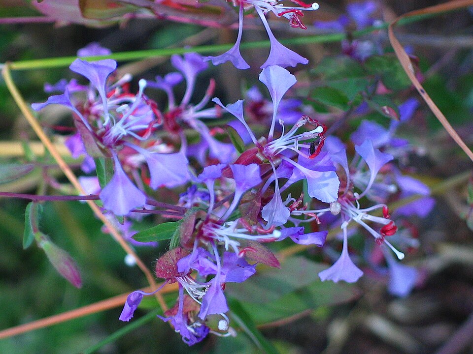 Clarkia (Clarkias) (alternate view 2)