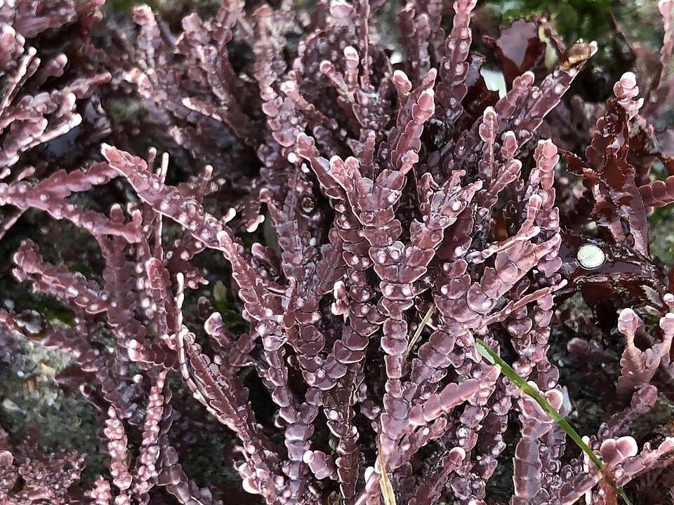 Bossiella