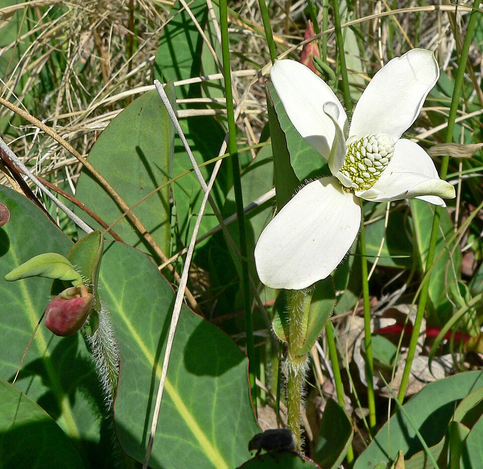 Anemopsis californica (Yerba Mansa) (alternate view 6)