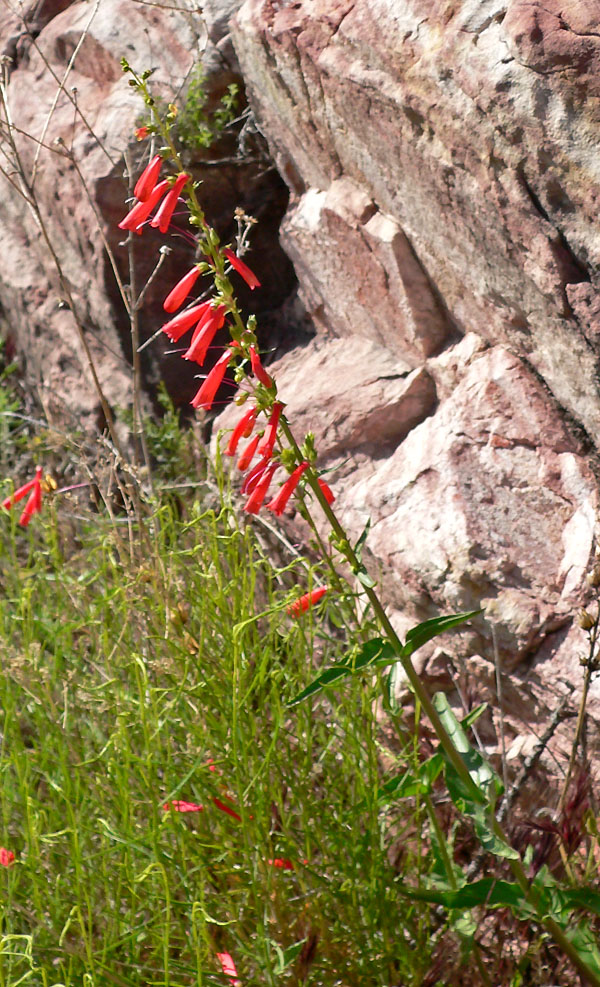Penstemon eatonii (Firecracker Penstemon) (alternate view 6)