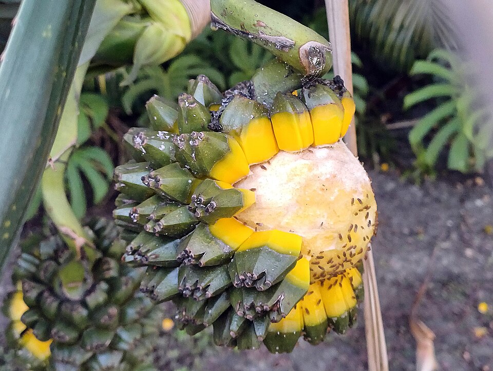 Pandanus (screwpines)