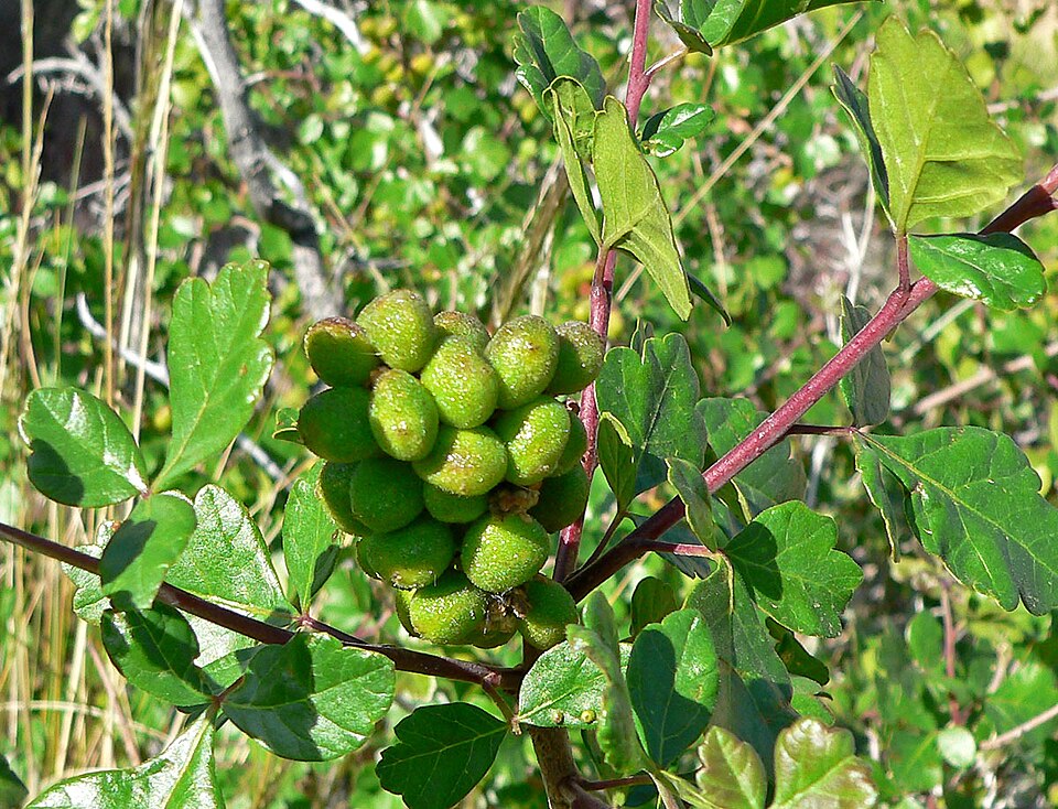 Rhus trilobata (Skunkbush Sumac)