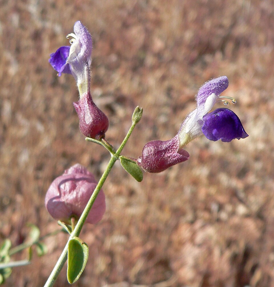Scutellaria mexicana (Paperbag Bush) (alternate view 6)