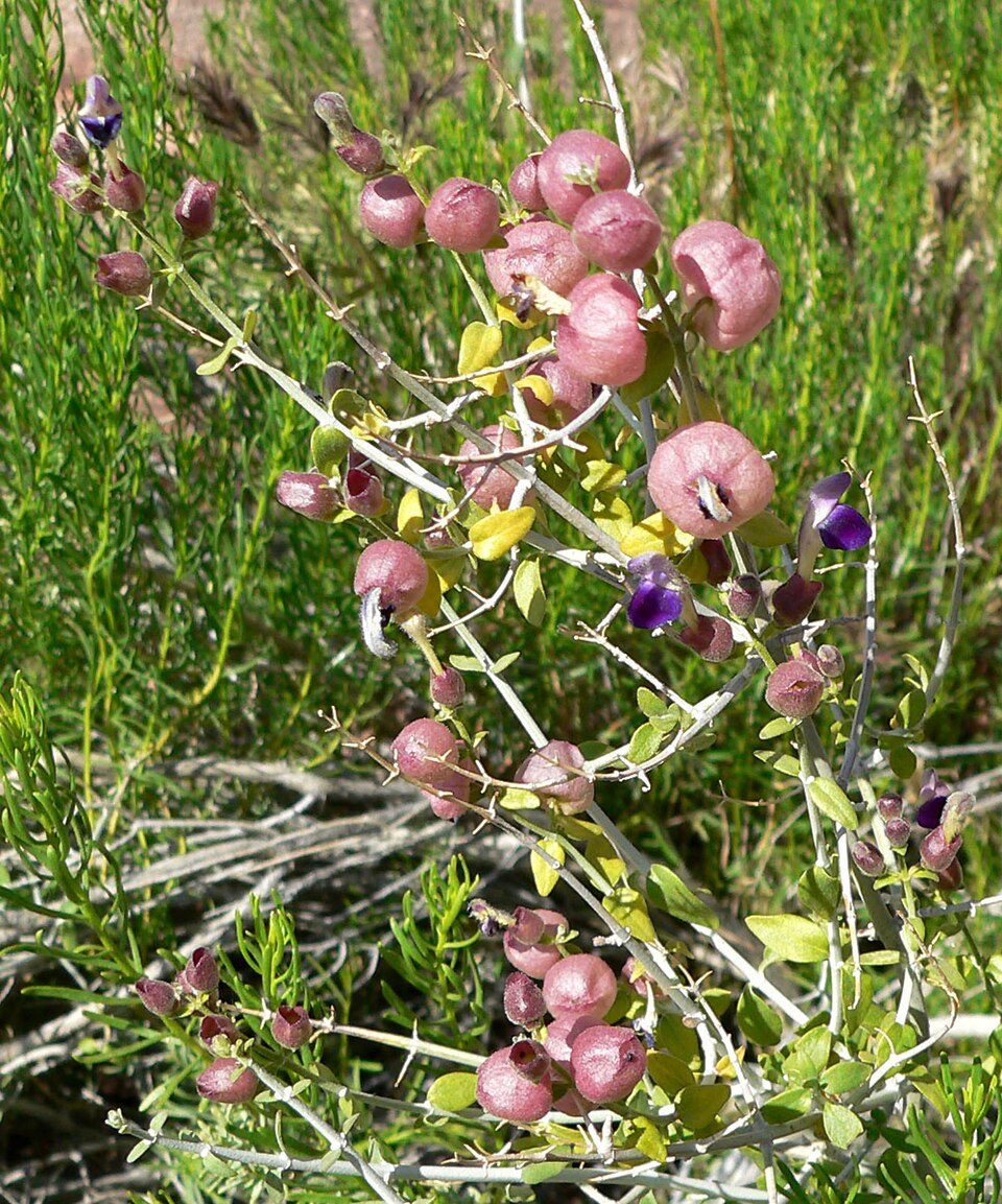 Scutellaria mexicana (Paperbag Bush) (alternate view 7)