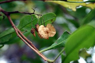 Dodonaea (Hop-bushes)