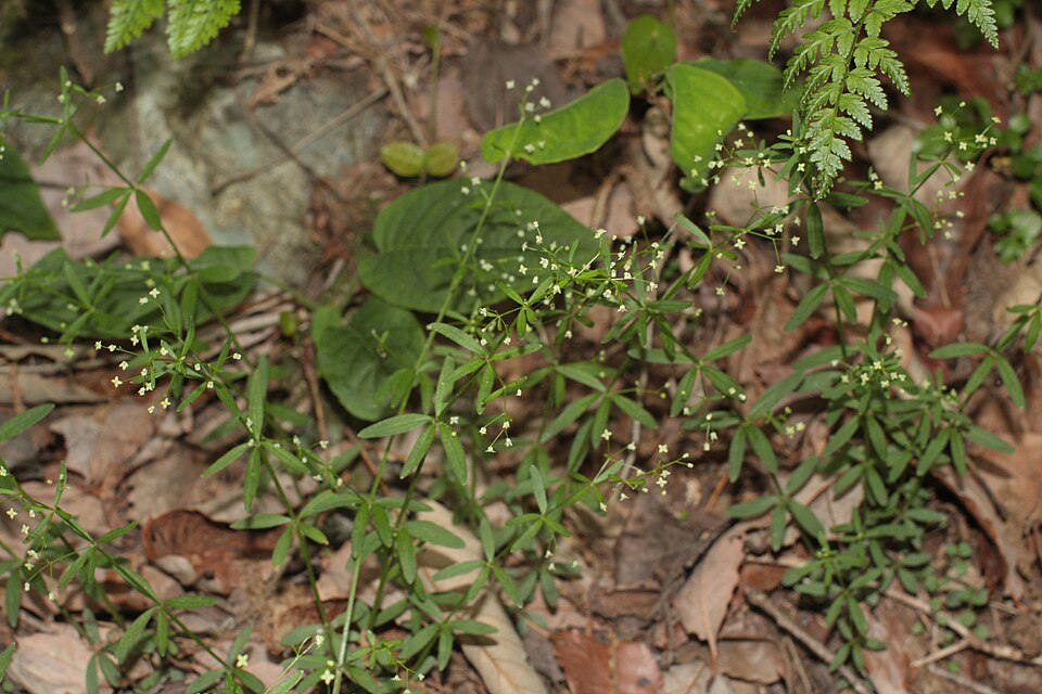 Galium trifidum (small bedstraw (native)) (alternate view 8)