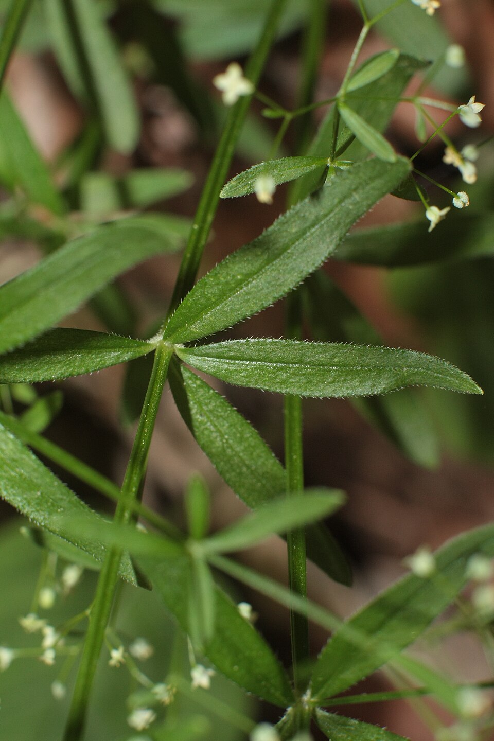Galium trifidum (small bedstraw (native)) (alternate view 9)