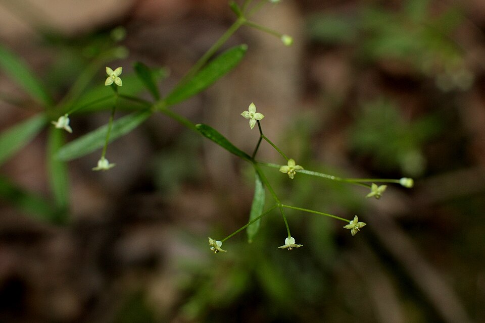 Galium trifidum (small bedstraw (native)) (alternate view 10)