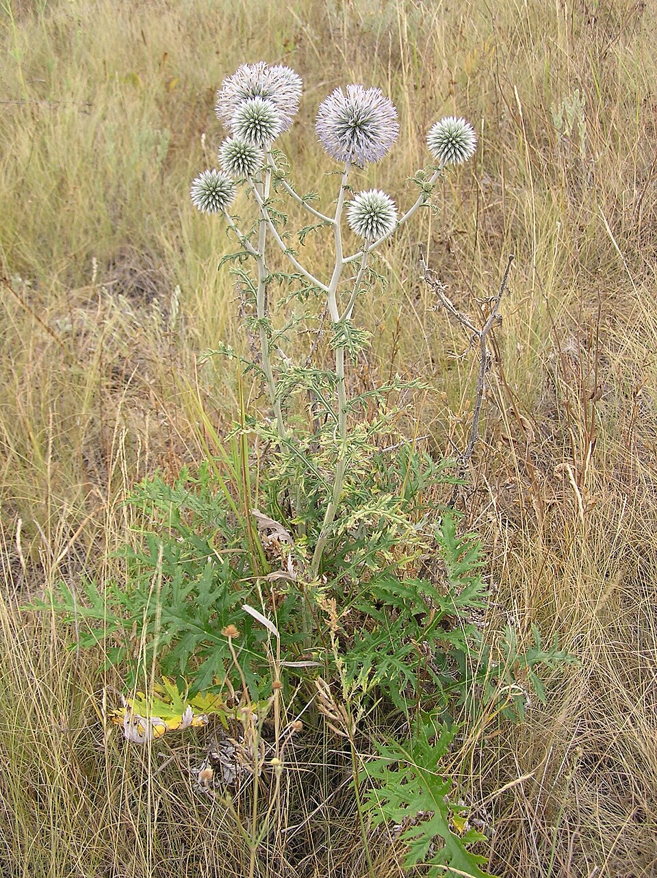 Echinops sphaerocephalus (Great Globe Thistle) (alternate view 10)