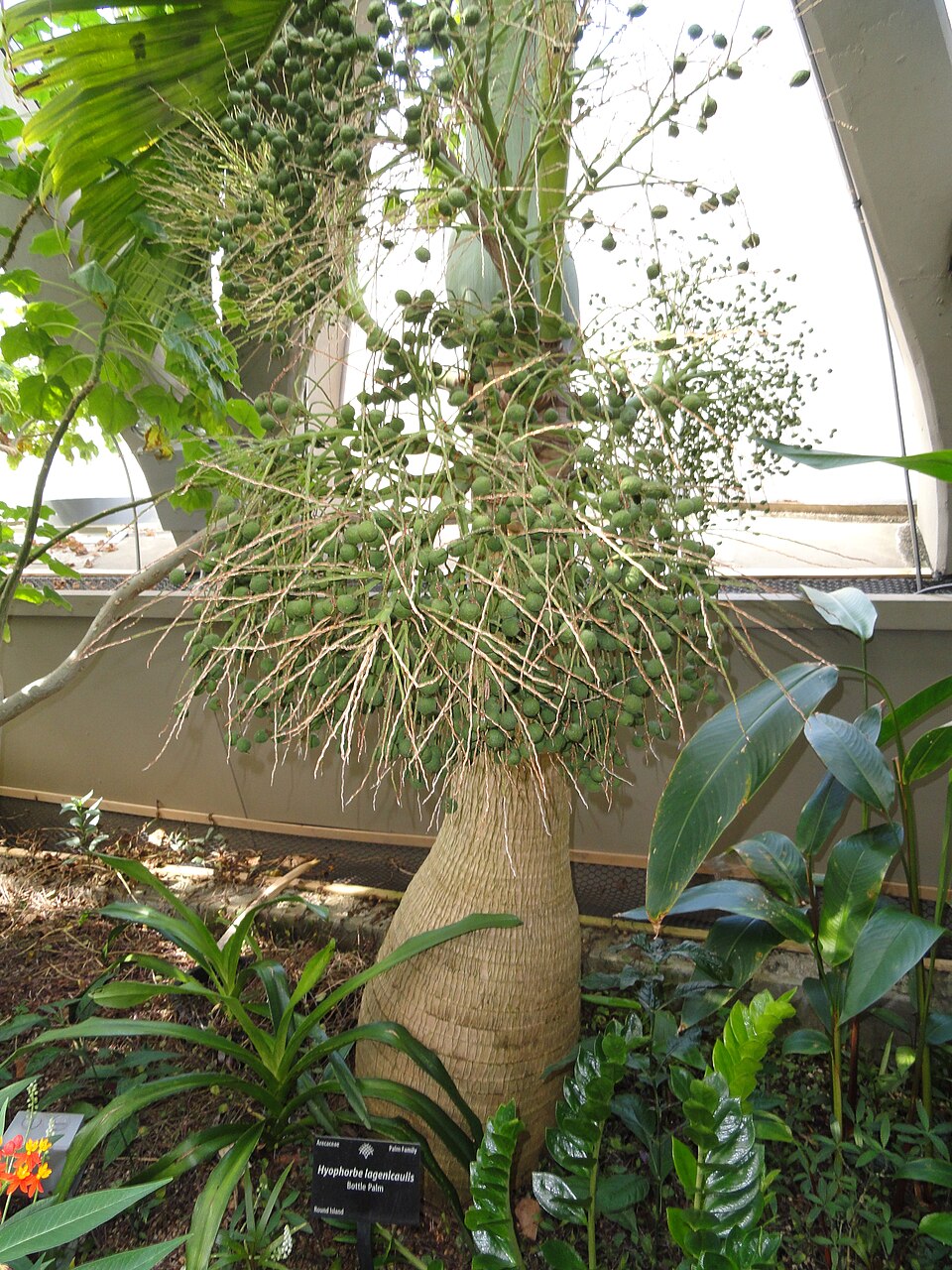 Hyophorbe lagenicaulis (Bottle Palm) (alternate view 10)