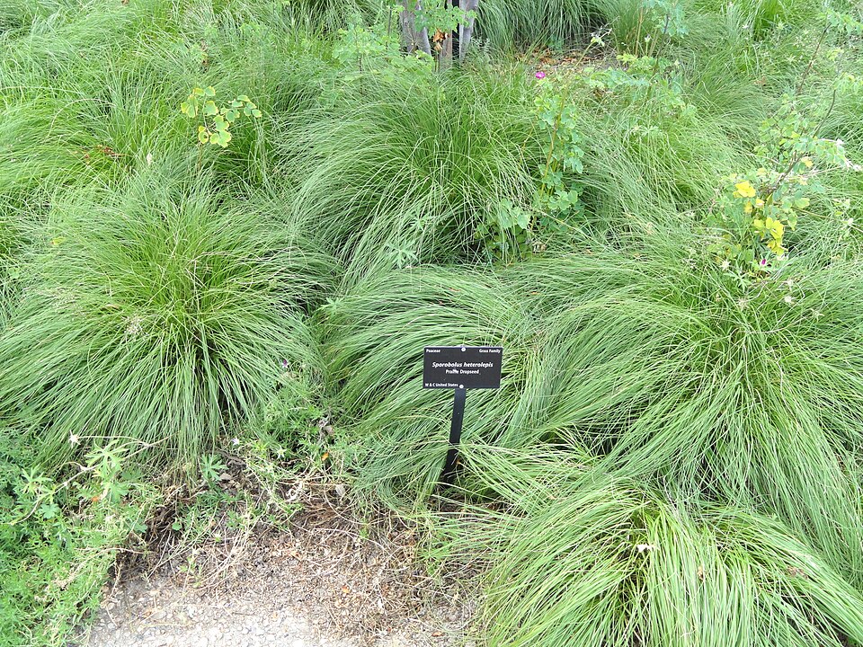 Sporobolus heterolepis (Prairie Dropseed) (alternate view 7)