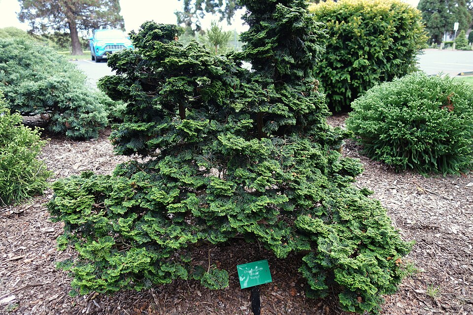 Chamaecyparis obtusa 'Kosteri' (Koster's Hinoki Cypress) (alternate view 2)