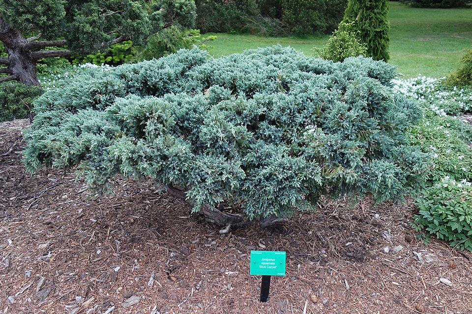 Juniperus squamata 'Blue Carpet' (Blue Carpet Singleseed Juniper) (alternate view 4)