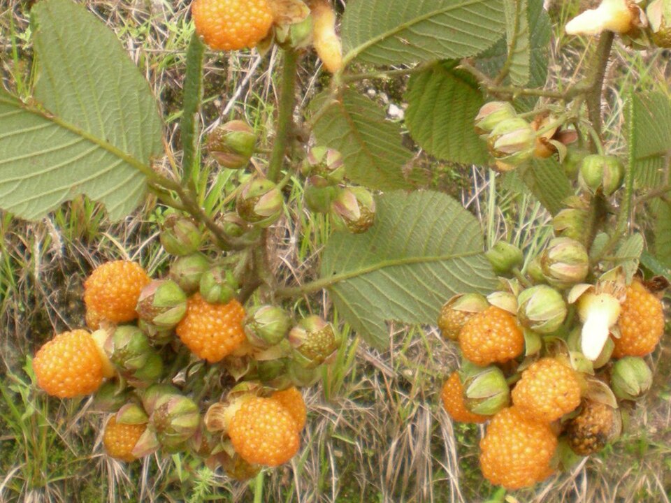 Rubus ellipticus (Golden Raspberry) (alternate view 8)