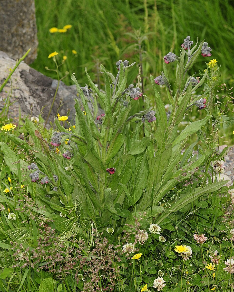 Cynoglossum officinale (hound's-tongue)