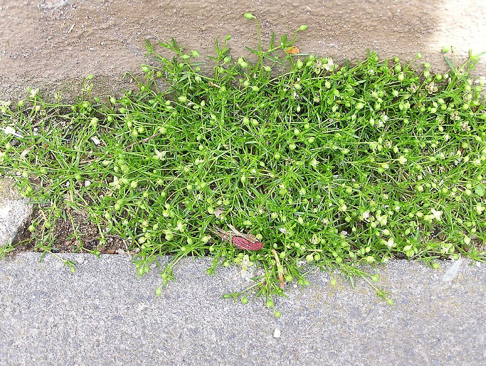 Sagina procumbens (pearlwort) (alternate view 8)