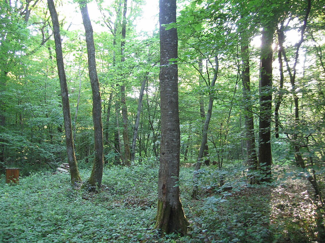 Prunus avium, Wild cherry — upright deciduous (Rosaceae) (image 6 of 9)