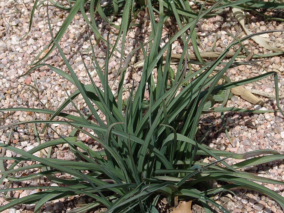 Tradescantia occidentalis (Western Spiderwort)