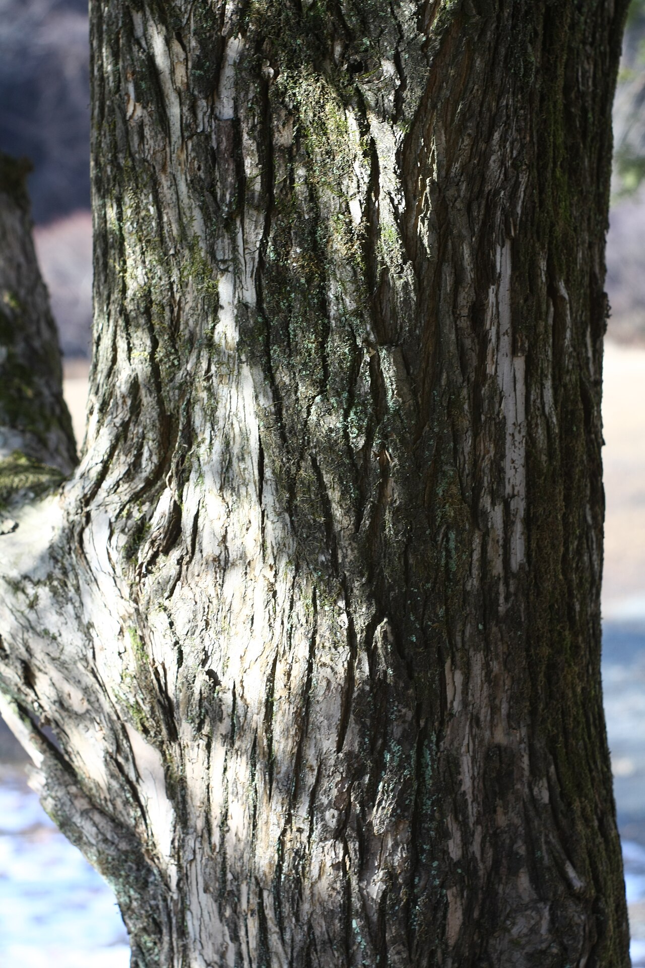 Torreya nucifera, Japanese nutmeg yew — upright evergreen (Taxaceae) (image 9 of 10)