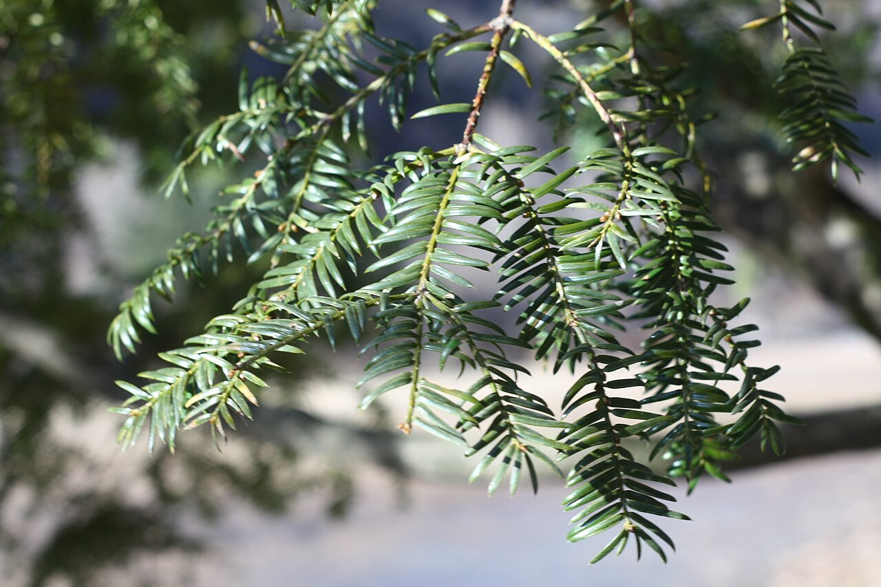 Torreya nucifera, Japanese nutmeg yew — upright evergreen (Taxaceae) (image 10 of 10)