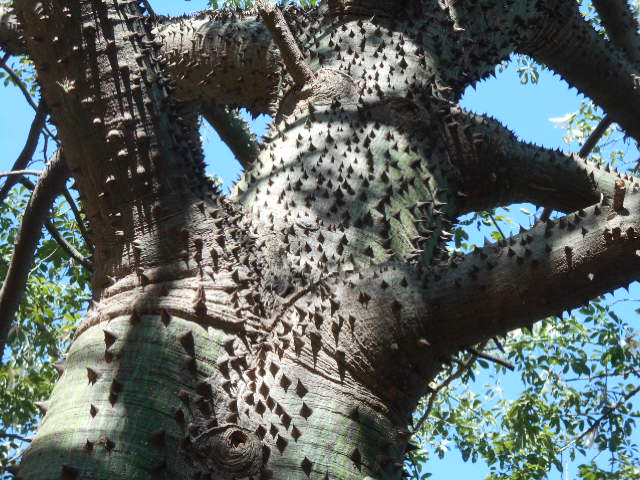 Ceiba (alternate view 4)