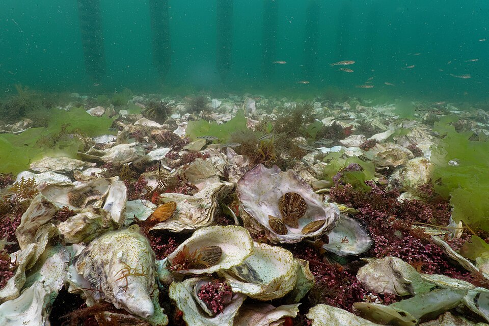 Lithothamnion (Crustose coralline algae) (alternate view 3)