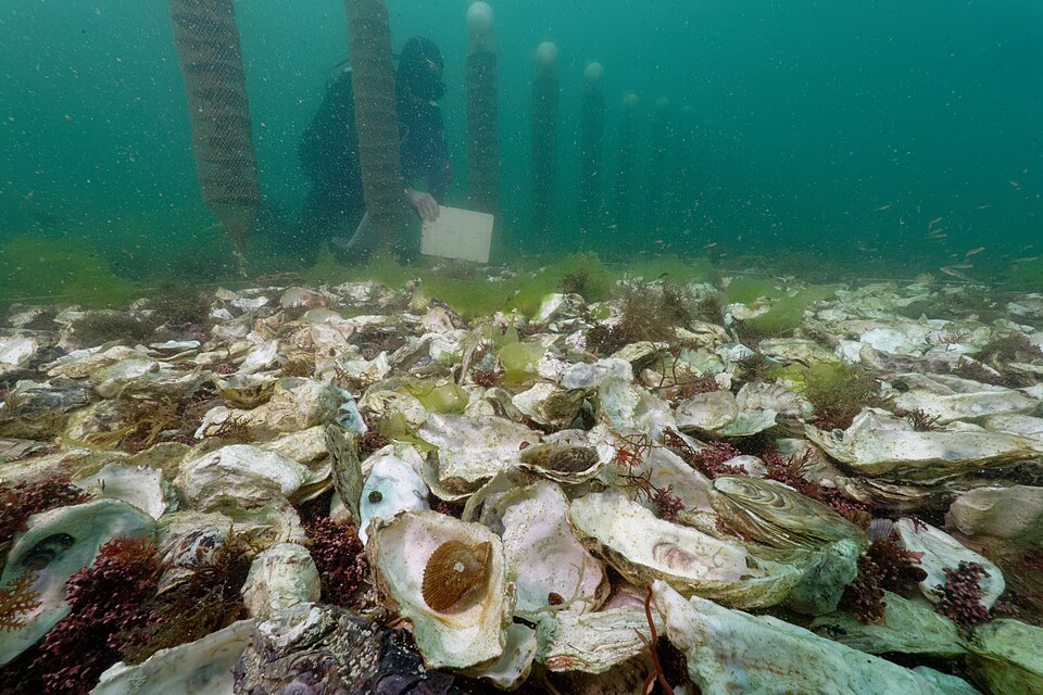 Lithothamnion (Crustose coralline algae) (alternate view 4)