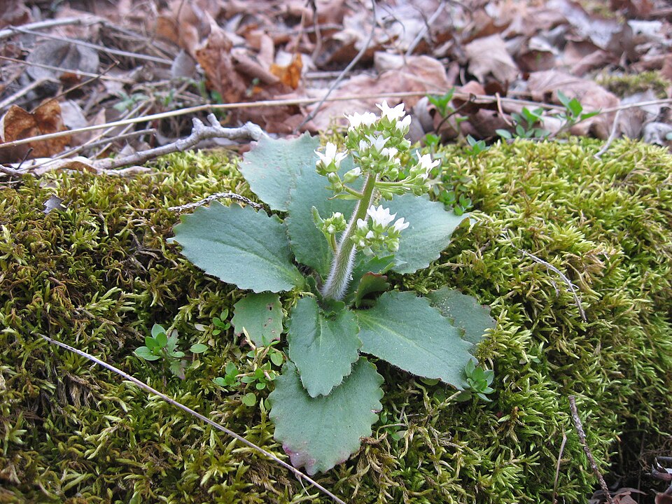Micranthes virginiensis (Virginia saxifrage) (alternate view 2)