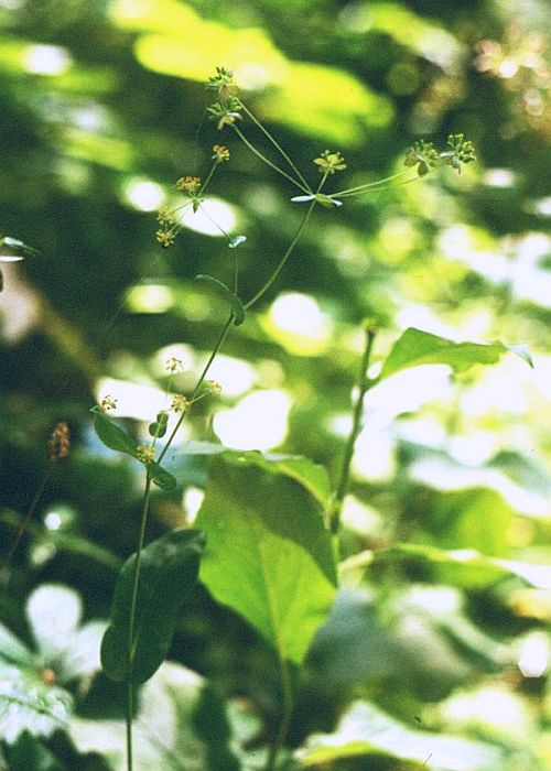 Bupleurum longifolium (Long-leaved Hare's Ear) (alternate view 8)