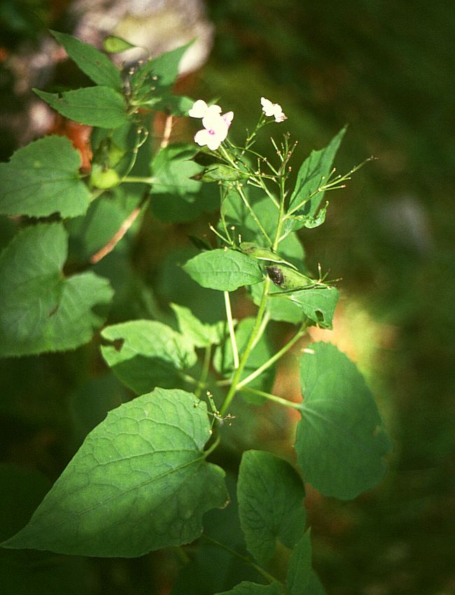Lunaria rediviva (alternate view 7)