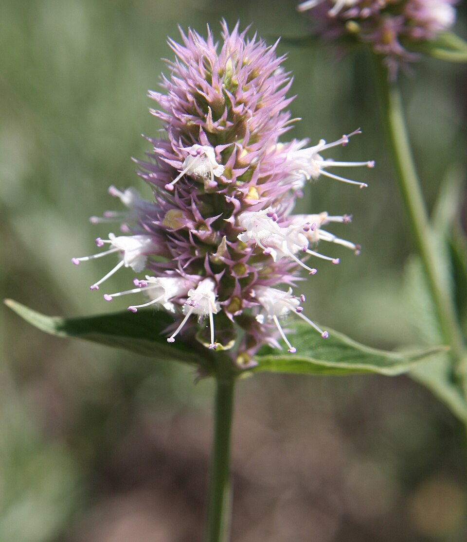 Agastache urticifolia (nettle-leaf giant hyssop) (alternate view 2)