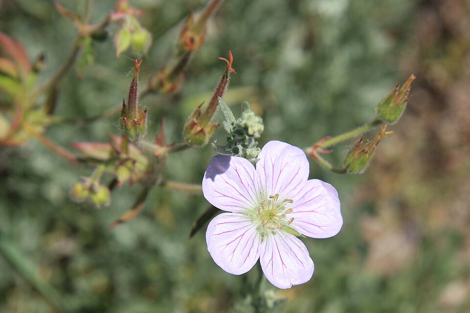 Geranium richardsonii (Richardson's geranium) (alternate view 9)