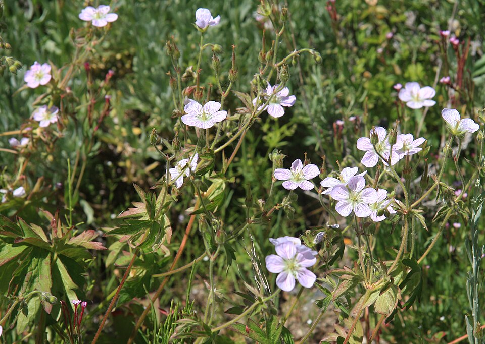 Geranium richardsonii (Richardson's geranium) (alternate view 10)