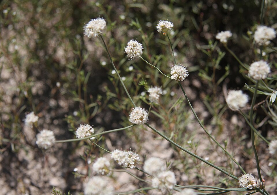 Eriogonum nudum (Naked Buckwheat) (alternate view 7)