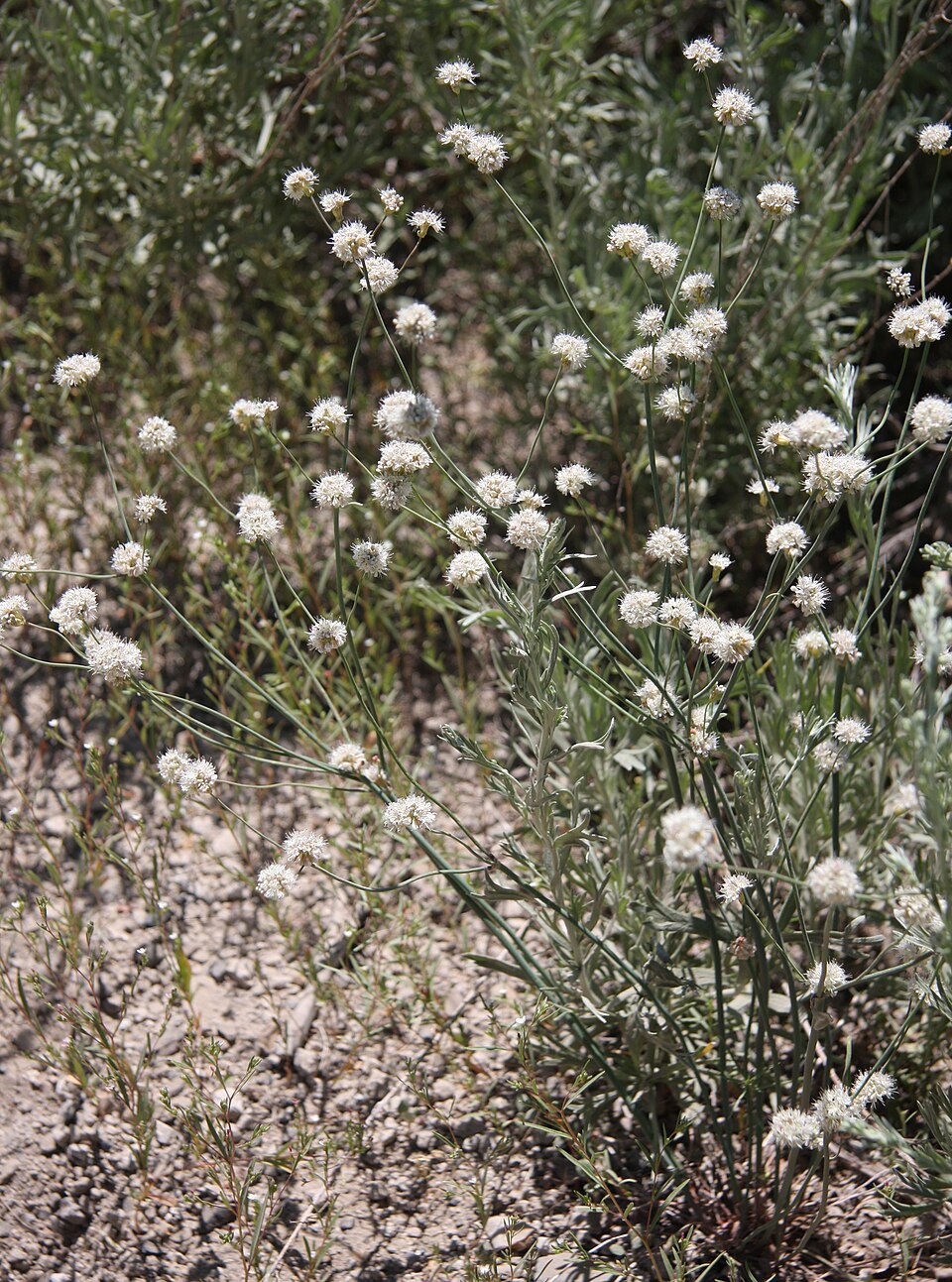 Eriogonum nudum (Naked Buckwheat) (alternate view 8)