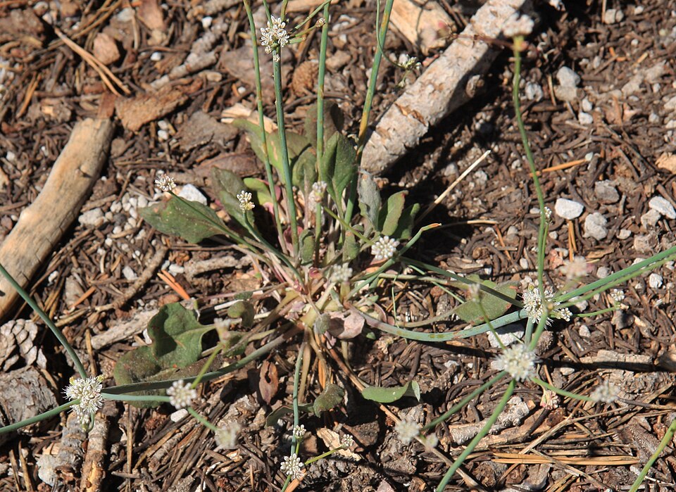 Eriogonum nudum (Naked Buckwheat) (alternate view 9)