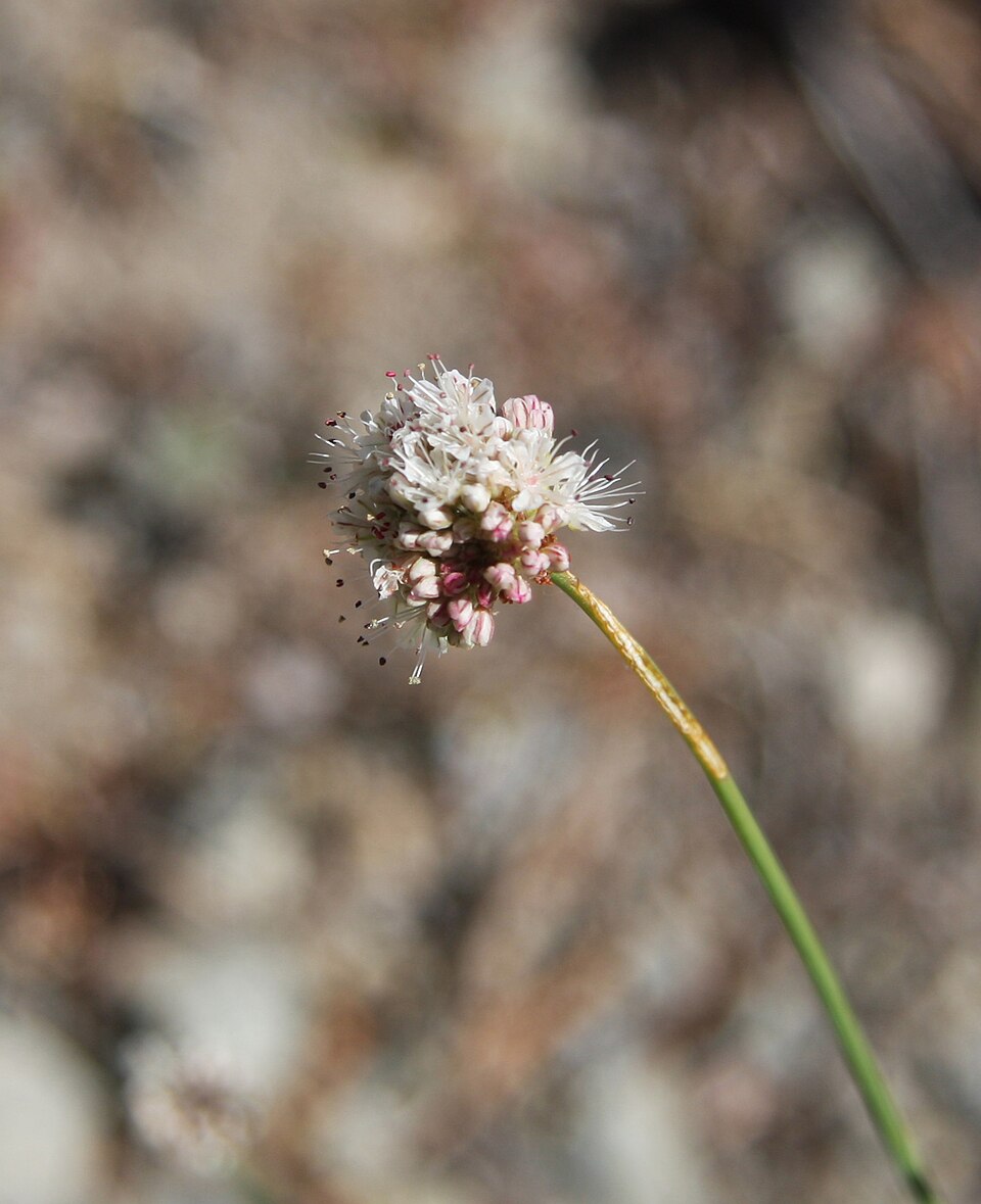 Eriogonum nudum (Naked Buckwheat) (alternate view 10)