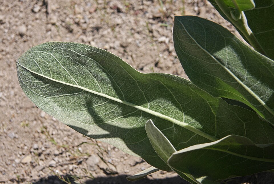 Wyethia mollis (woolly mule's ears) (alternate view 9)