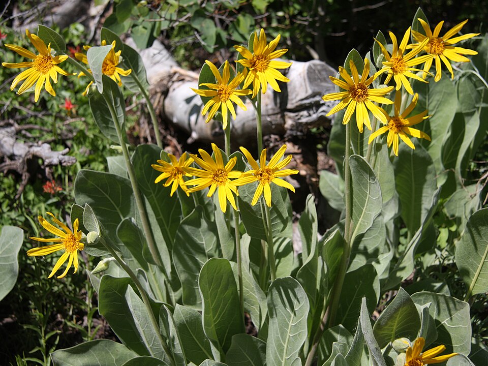 Wyethia mollis (woolly mule's ears) (alternate view 10)