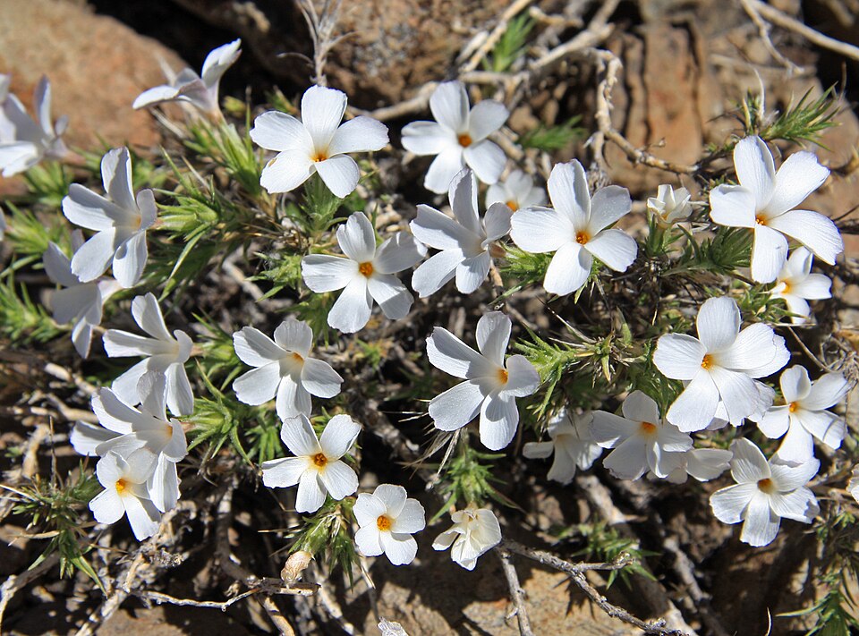 Linanthus pungens (Granite Prickly Phlox) (alternate view 5)
