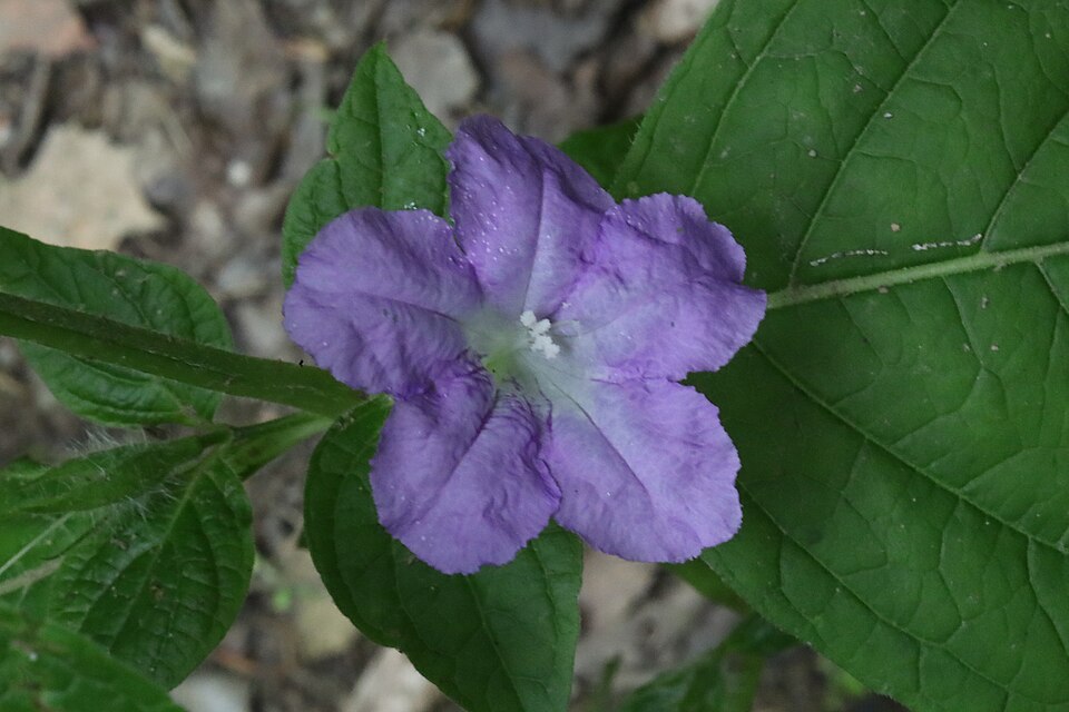 Ruellia strepens (smooth ruellia) (alternate view 3)