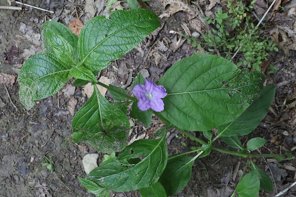 Ruellia strepens (smooth ruellia) (alternate view 4)
