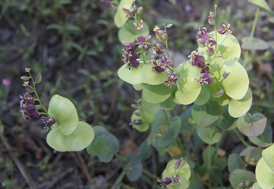 Streptanthus tortuosus (Mountain Jewelflower) (alternate view 9)