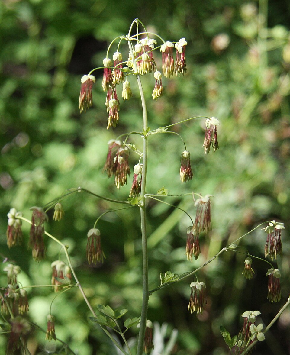 Thalictrum fendleri (Torrey's Meadow-Rue) (alternate view 8)