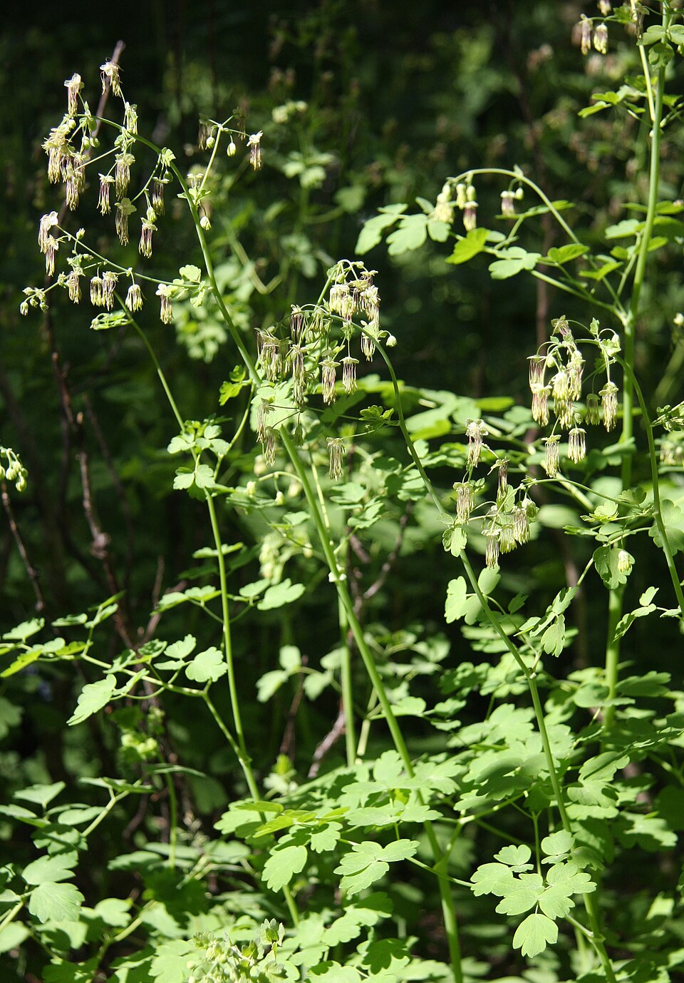 Thalictrum fendleri (Torrey's Meadow-Rue) (alternate view 9)