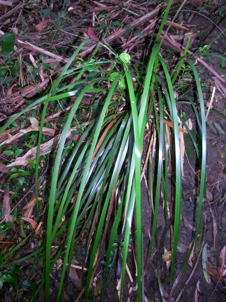 Lepidosperma laterale (variable sword-sedge) (alternate view 4)