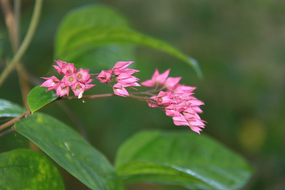 Antigonon leptopus (Coral Vine) (alternate view 10)