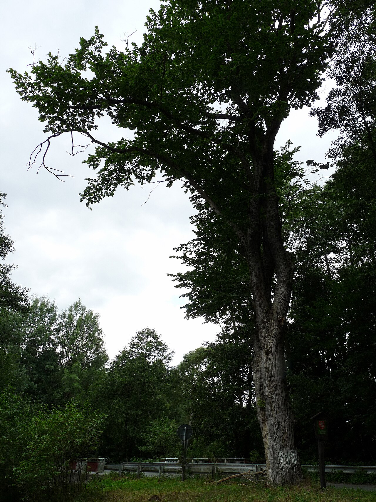 Ulmus glabra, Wych elm — spreading deciduous (Ulmaceae) (image 2 of 8)