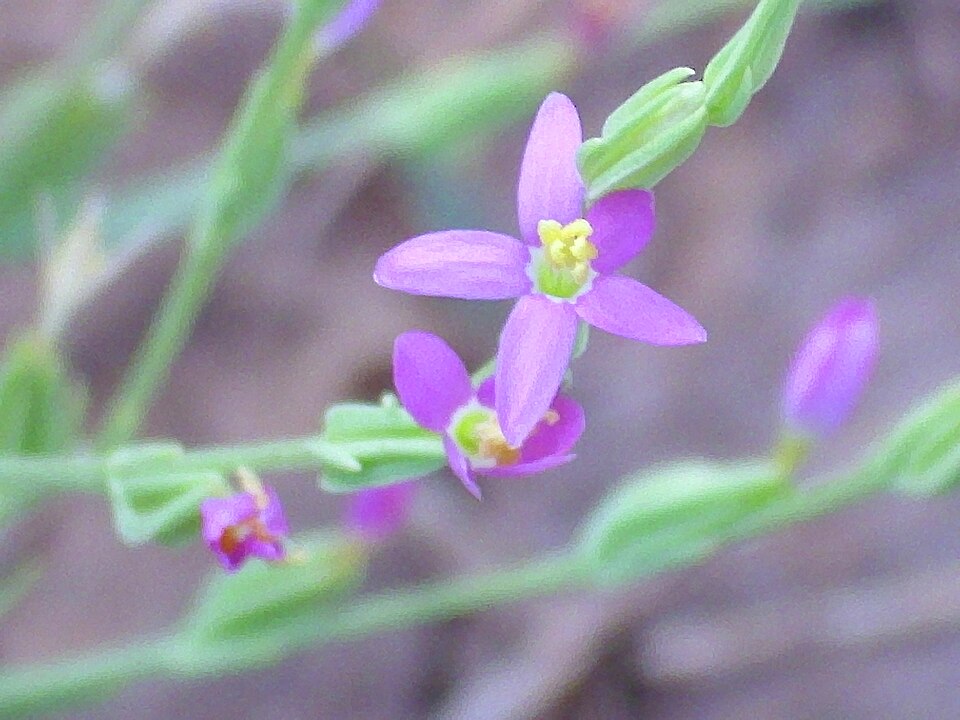 Centaurium pulchellum (Lesser Centaury) (alternate view 8)