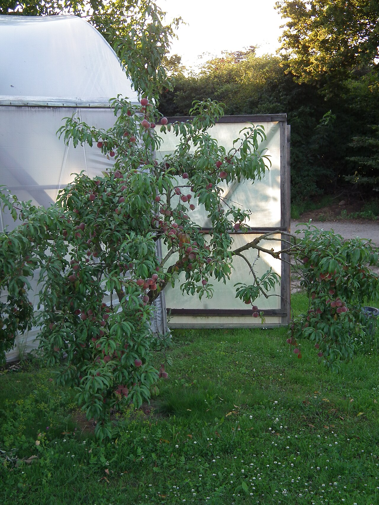 Prunus persica, Peach — spreading deciduous (Rosaceae) (image 4 of 9)